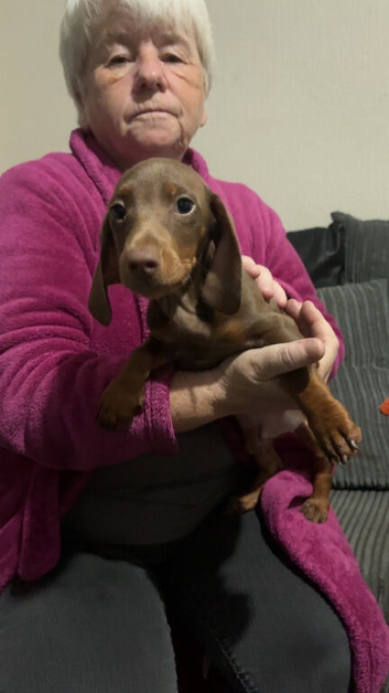 10 week old dachshund boy