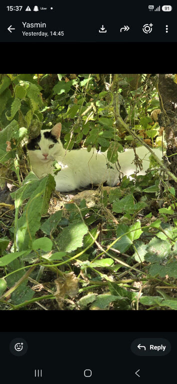 Beautiful kittens and mum