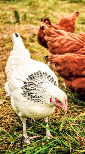 POL Hens - Hybrids