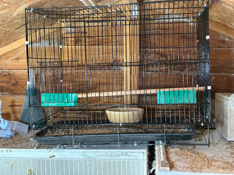 Bird cage for sale
