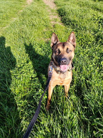 3 year old Belgian Malinois