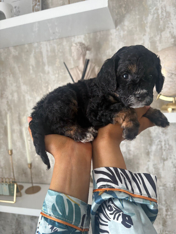 READY TO RESERVE Cavapoochon pupps