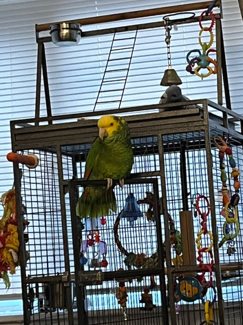 Double yellow headed Amazon