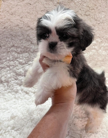 Shih tzu male