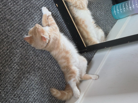 Ginger boy