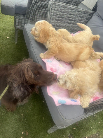 Cockapoo puppies