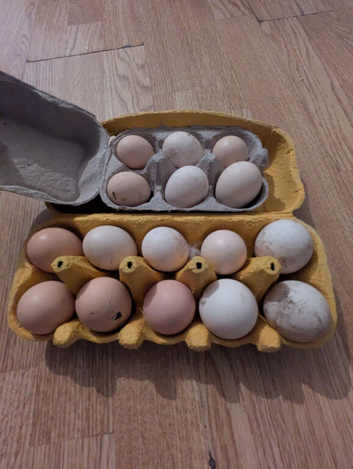 Hatching eggs for sale