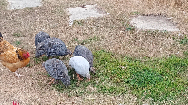 3 Bonded Groups of Guinea Fowl Youngsters