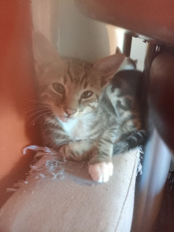 2 male kittens