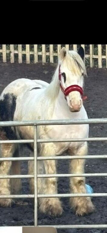 Mare pie bald