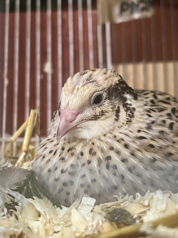 PET young quails