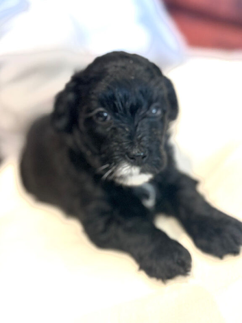 Lhasapoo pups- all reserved