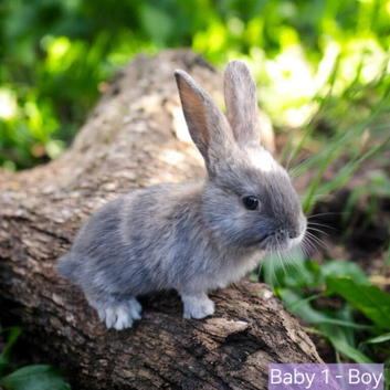 Baby rabbits for sale