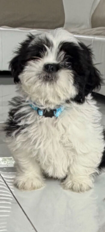 Shih Tzu