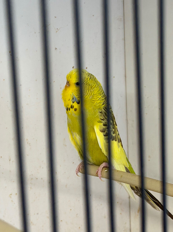 Female budgie