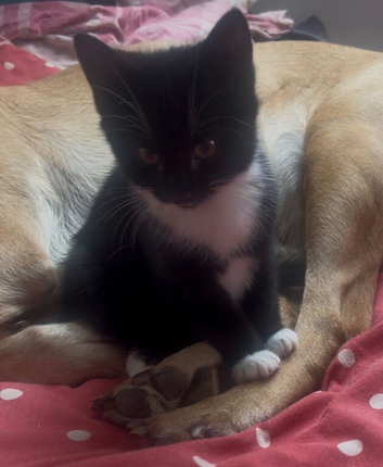 Adorable little boy, loves dogs.