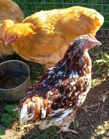 Buff and jubilee Orpington