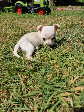 8 week female puppy