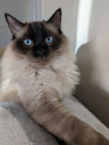 17 month old male ragdoll dark seal point