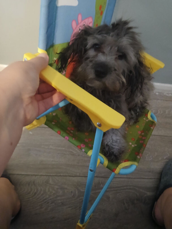 Cookapoo female puppy. &pound;700.00