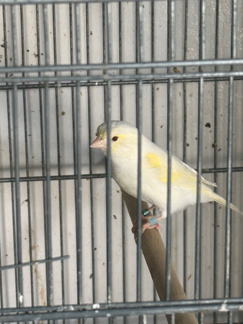 Yellow mosaic canary
