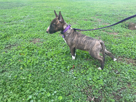 Kc reg female miniature