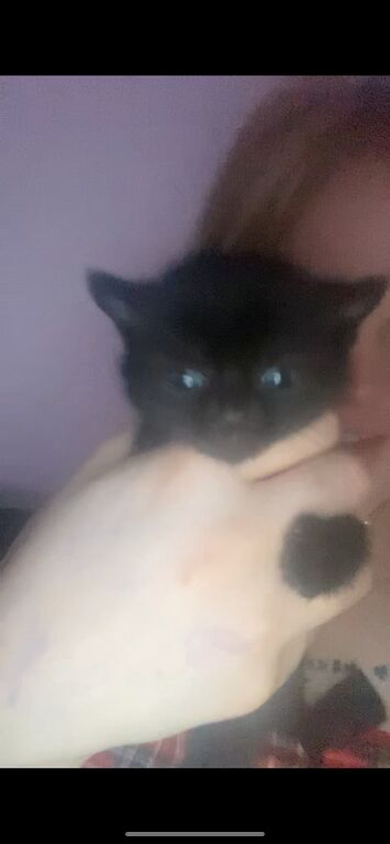 Black kitten
