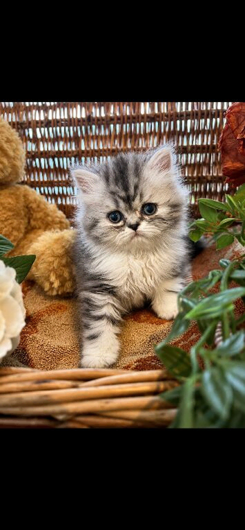 Beautiful fluffy Persian kittens