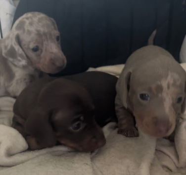3 miniature Dachshund pups