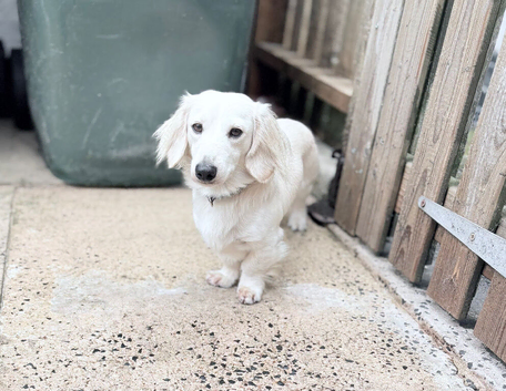 Cream long haired dachshund stud