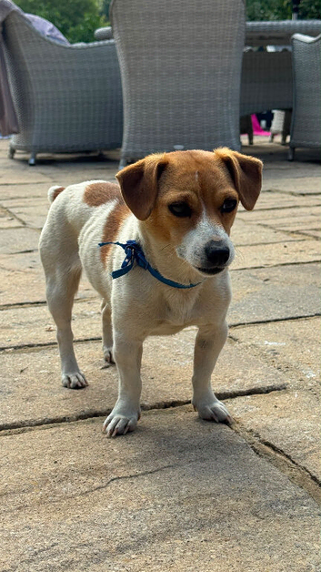 Miniature Female Jack Russell (2.5 years old )