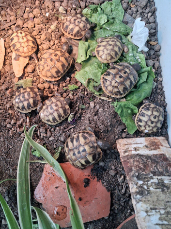 Hermann Tortoises