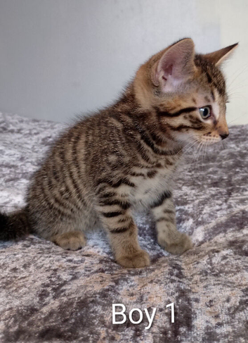 2 Gorgeous kittens, tabby/ bengal