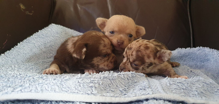 Stunning chihuahuas