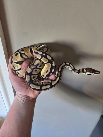 Pastel Trojan Het Clown Royal Python