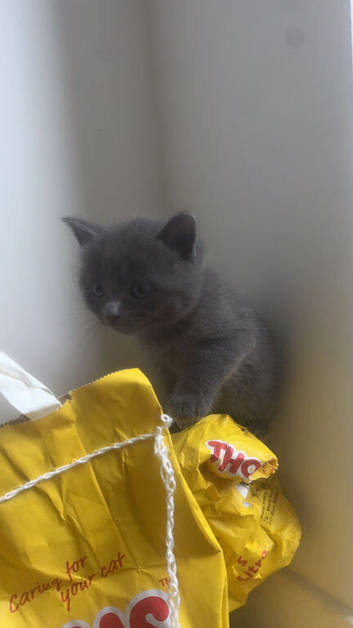 Kitten
