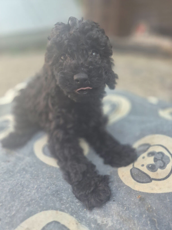 Cockapoo puppy