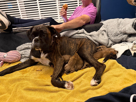 Chunky boxer puppies for sale