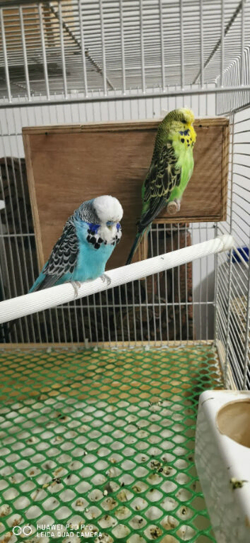 Pair of budgies