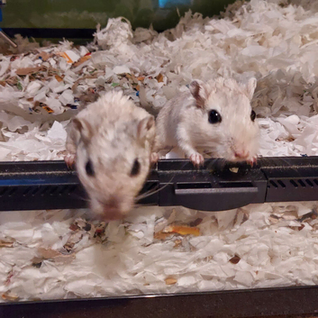 Bonded Pair Of Male Gerbils & Cage