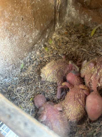 Lovebirds For handfeeding
