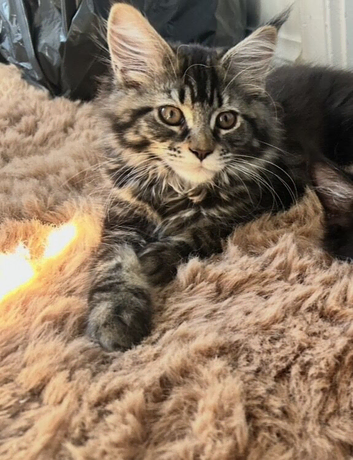Beautiful Mainecoon kitten( Active)