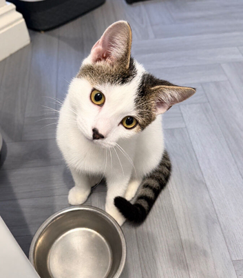 Male kitten