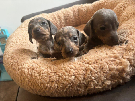 Dachshund puppies