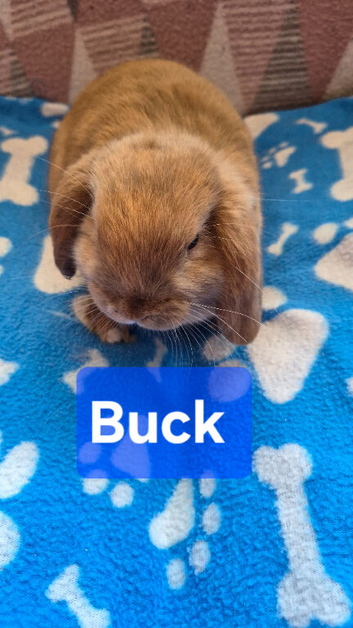 Mini lops