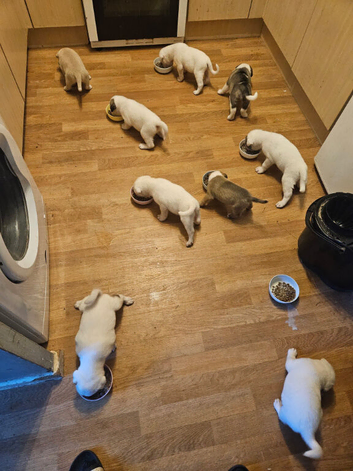 Akita cross puppies for sale