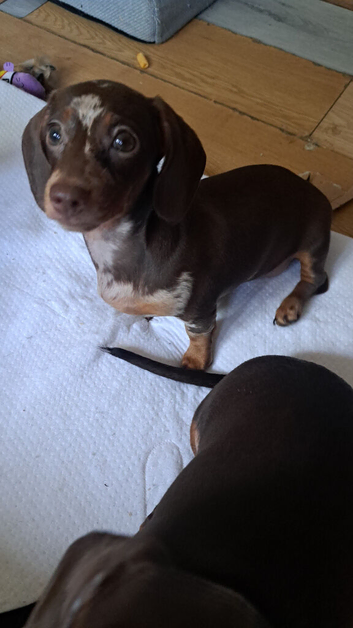2 x Adorable Miniature Dachshund Pups left !