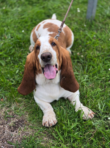 Proven Red & White Basset Hound Stud