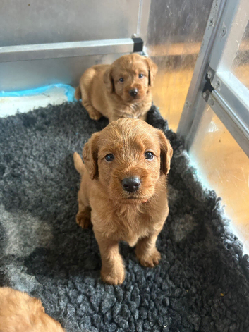 Outstanding miniature Labeadoodles both parents fully health tested licensed breeder