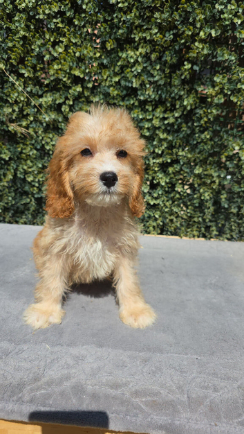 ️ Beautiful Cavapoo Puppies Looking for Their Forever Homes ️